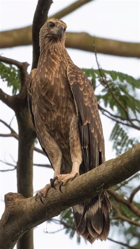 Grey Headed Fish Eagle Juvenile Biodiversity And Environment