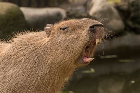 Bank of PhotoGraphics: Ueno Zoo XIII: Capybara 4