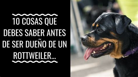 10 Cosas Que Debes Sabre Antes De Ser Dueño De Un Rottweiler Blog