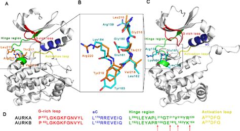 A The Crystal Structure Of Human Aurora Kinase A Pdb Id E A