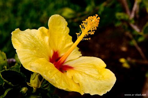 Gorgeous Maui Flowers Images | TouristBee