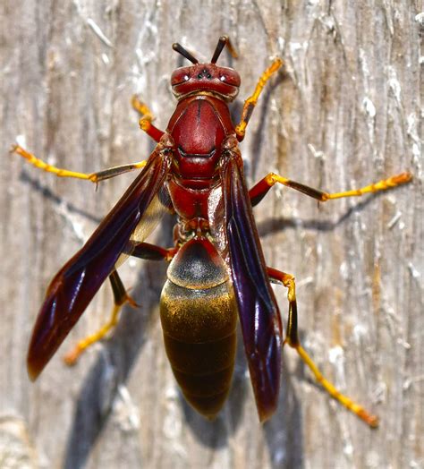 Wasp Pictures (Images by Dick Locke)