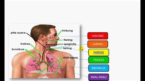 Alat Pernapasan Manusia Youtube