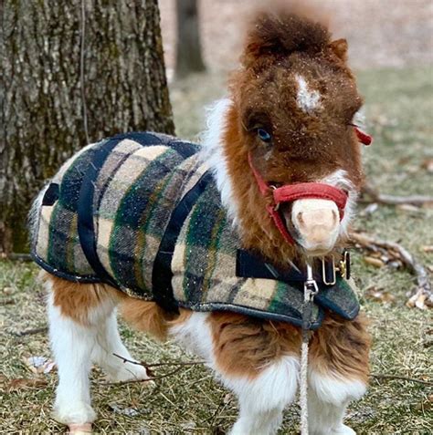 Martha the Dwarf Horse Loves Life - Our Funny Little Site