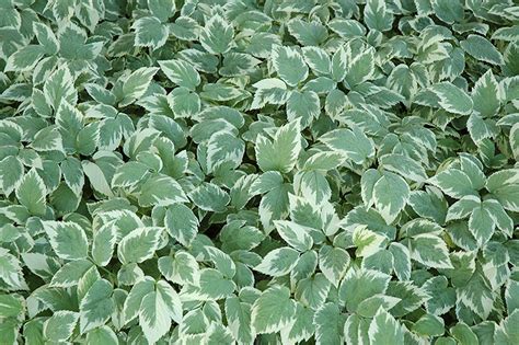 Snow on the Mountain (Aegopodium podagraria 'Variegata') in Strathmore ...