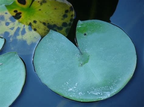 Fotos Gratis Agua Naturaleza Fruta Hoja Flor P Talo Follaje