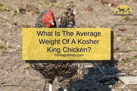 How To Raise And Care For Kosher King Chicken Pentagon Pets