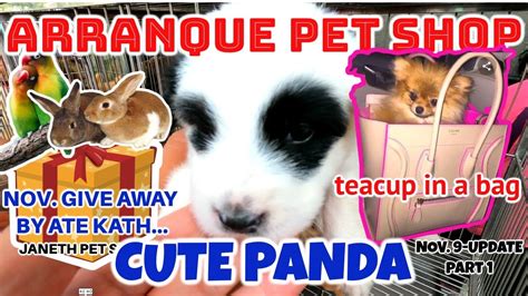 Teacup Size Puppies Cute Ni Panda Arranque Pet Shop Nov Update