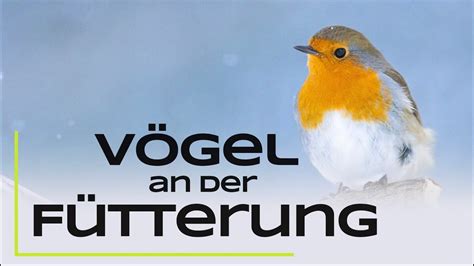 H Ufige Vogelarten An Der Winterf Tterung Erkennen Und N Tzliche