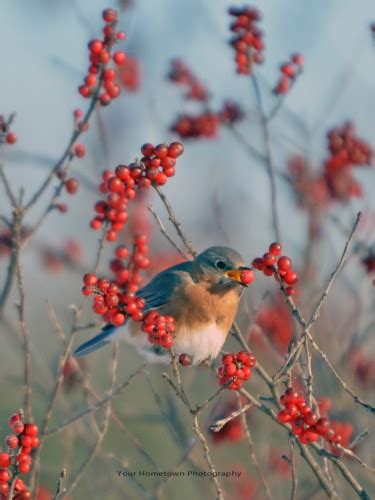 Eastern Female Bluebird Eating Berries Feederwatch