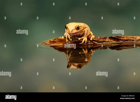 Peacock Tree Frog (Leptopelis vermiculatus Stock Photo - Alamy