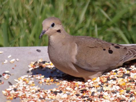 Differences Between Male And Female Mourning Doves Feederwatch