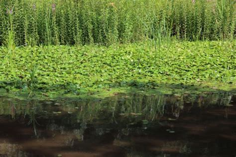 Free Images Water Nature Marsh Swamp Meadow Leaf Flower Lake