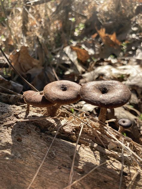 These Little Mushrooms Look Like Buttons What Are They R Mushrooms