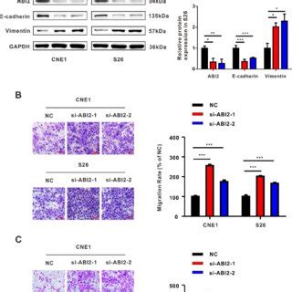 Ebv Mir Bart P Promotes Migration And Invasion Of Npc Cells In Vitro