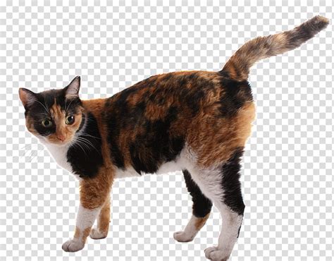 A Cat Brown And Black Calico Cat Transparent Background Png Clipart