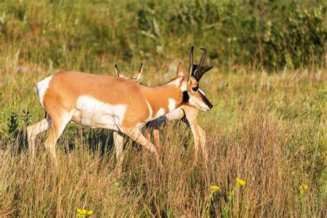 Premium Photo | Pronghorn on field at custer state park