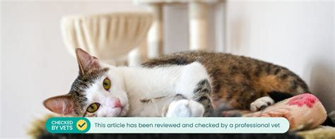 Roundworms In Cats Symptoms And Treatments