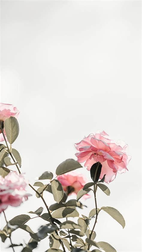 Minimalist Spring, Minimal Rose, HD phone wallpaper | Peakpx