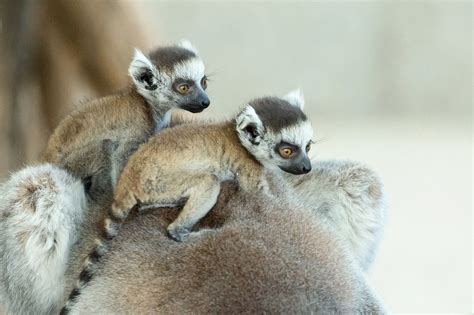 Dreifacher Katta-Nachwuchs im Zoo Wien | Redaktion Österreichisches ...