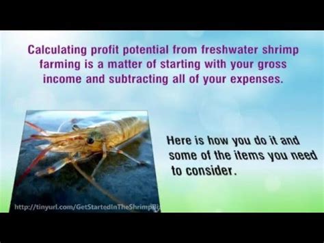 How Profitable Is Shrimp Farming YouTube