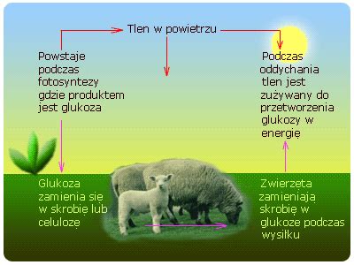 Opisz Obieg Tlenu I Tlenku Wegla Iv W Przyrodzie Brainly Pl