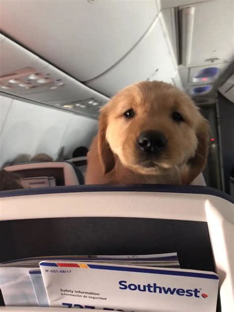 Paws In The Air: 10 Essential Tips To Get Your Furry Friend Flying