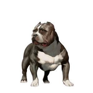 American Bully Xl A Vers O Extra Grande Da Ra A Canil Von Notrean