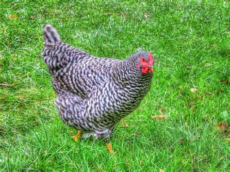 Plymouth Barred Rock Hen Laying Chickens Chickens Backyard Egg