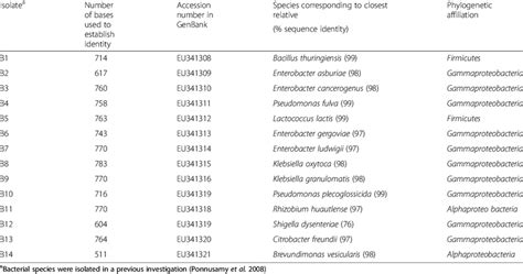 Identification Of Bacterial Species Isolated From Canebrake Bamboo