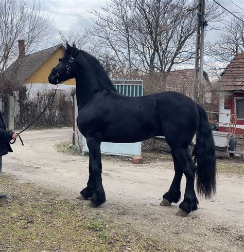 Friesian Horses For Sale Laravel