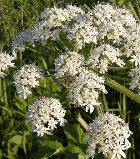 Giant Hogweed And Lookalikes Giant Hogweed Horticulture Aph Maine Acf