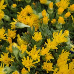 Hardy Ice Plant Buchanan S Native Plants