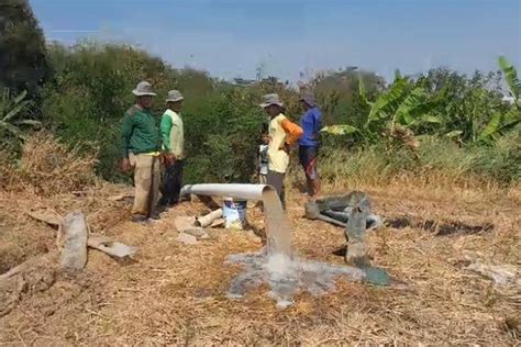 Ha Sawah Di Lumajang Kekeringan Kementan Siapkan Strategi