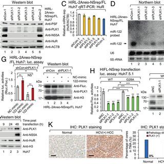 Rigosertib A Specific Inhibitor Of PLK1 Suppresses HCV Proliferation