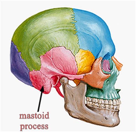 Where Is Mastoid Process