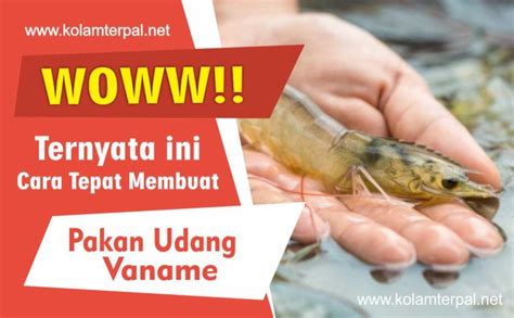 Bagaimana Cara Membuat Pakan Udang Vaname Jual Kolam Terpal D D