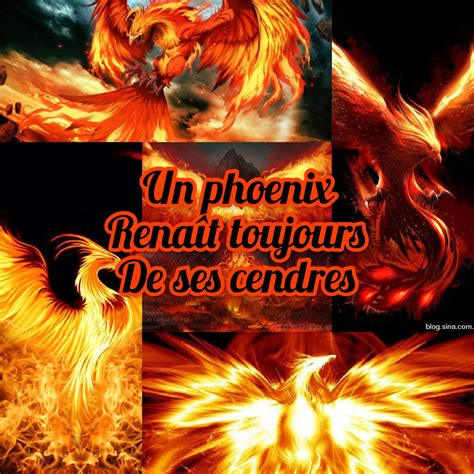 Un phœnix renaît toujours de ses cendres Harry Potter Fr Amino