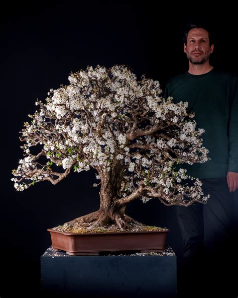 10000 Best R Bonsai Images On Pholder My Office