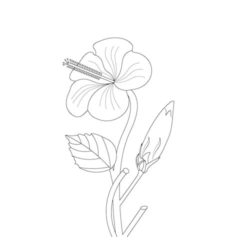 Draw A Hibiscus Flower And Label Its Parts Home Alqu