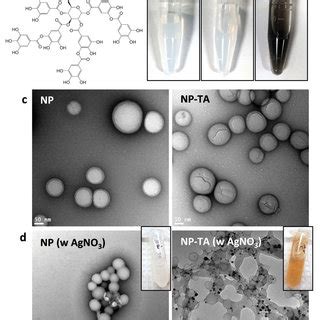 Pdf Tannic Acid Mediated Surface Functionalization Of Polymeric