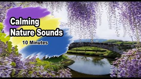 Calming Nature Sounds For Your Inner Peace Relaxing Water Sounds Birds Singing Crickets