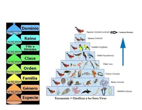 C Mo Identificar Las Especies Por Los Nombres Cient Ficos