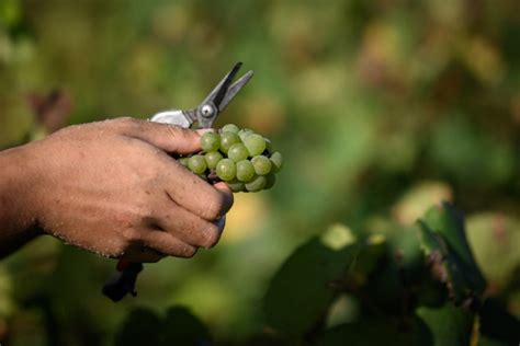 La Production Mondiale De Vin Chute De 10 En 2023 Mais La France