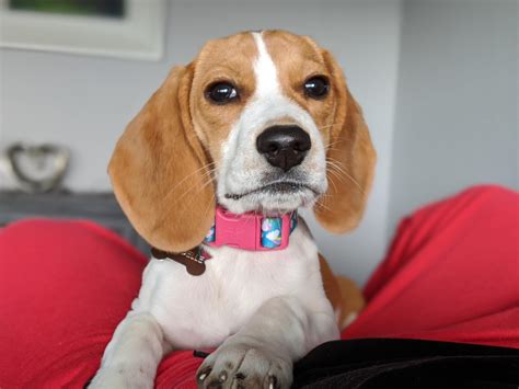 Apparently it's National Beagle Day : r/beagle