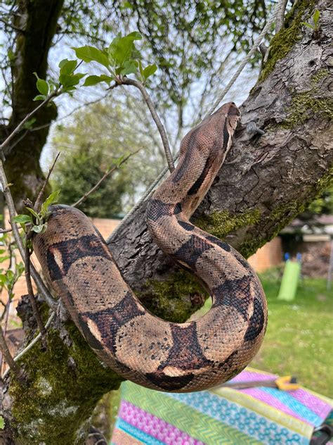 What are the risks of taking my snakes out ? : r/snakes