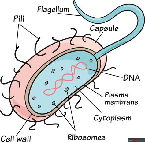 Simple Prokaryotic Cell Diagram