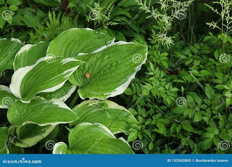 Hosta Funkia Plantain Lilies In The Garden Stock Image Image Of