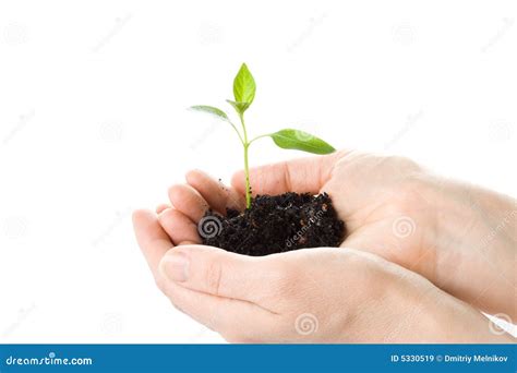 Greffe D Un Arbre Dans Des Mains Femelles Image Stock Image Du Salet