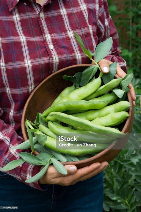 Woman In Plaid Flannel Shirt Holding Havested Fava Bean Pods In Antique Wood Bowl In The Field